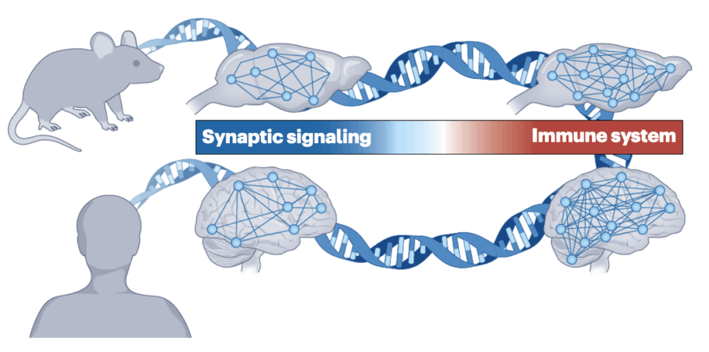 Illustration showing mouse and human brains with network connections linked by DNA strands, highlighting a spectrum from synaptic signaling to immune system activity.