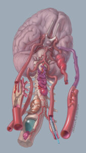 Cover illustration created by Medical Illustrator Mark Schornak
