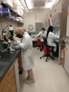 Lab members hard at work in the Bower lab tissue culture room
