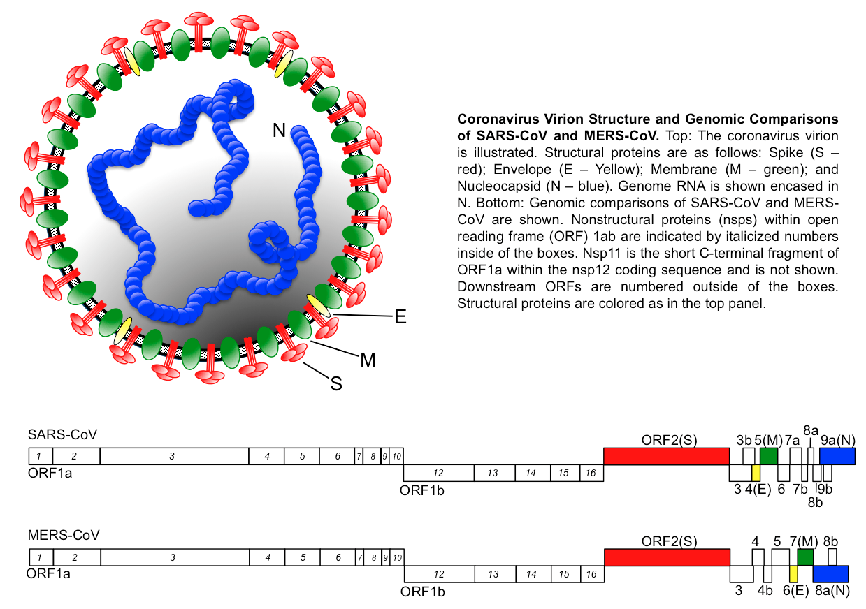 Genomic comparison of MERS-CoV & SARS-CoV | ORFEOME1239 x 872
