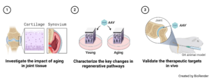 Investigate the impact of aging on molecular signaling networks in human joint tissues.
Characterize the functional changes in key regenerative pathways in aging and OA joints.
Utilize in vivo OA models to elucidate how aging influences the joint's regenerative capacity and identify potential therapeutic strategies