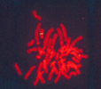splash-chromosome1