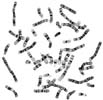 splash-karyotype