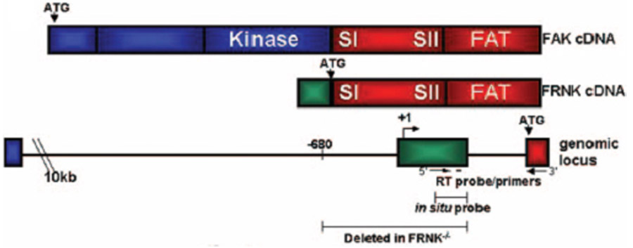 FAK and FRNK cDNA (molecular players).jpg
