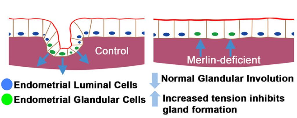 Summary model for regulation of gland formation by Merlin