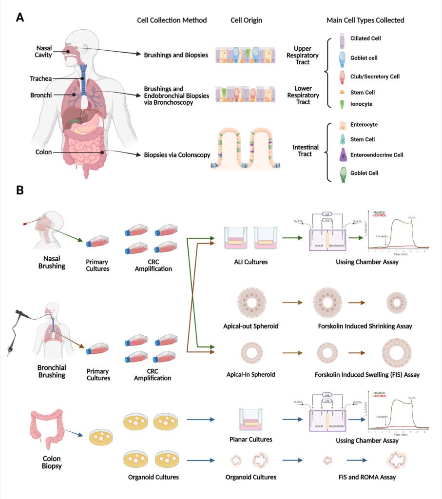 Tissue sources for cells used in assays
