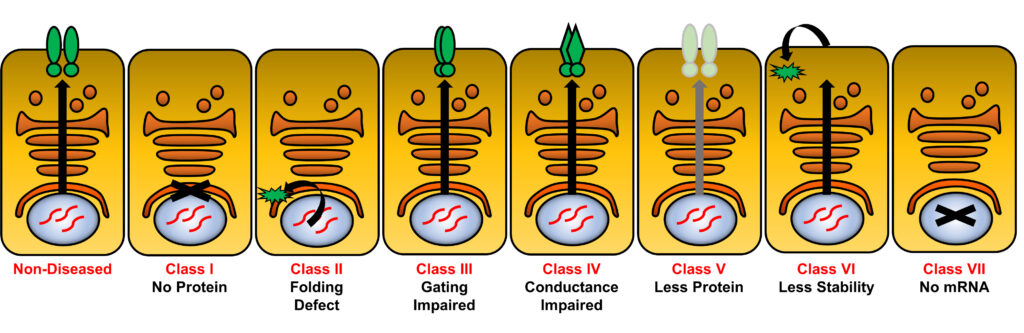 Mutations are divided into 7 classes: Class I: produces no protein, Class II: protein is produced, but is misfolded, Class III: protein is produced, but gating is impaired, Class IV: protein is produced, but electrical conductance is impaired, Class V: less protein is produced, Class VI: protein is produced, but it is less stable and is degraded quickly, Class VII: no mRNA is produced.