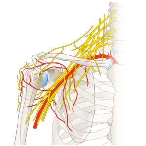 Image showing the area of the body that describes the Brachial Plexus area (shoulder area).