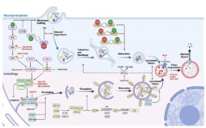 diagram comparing signaling proteins necessary for macropinocytosis and autophagy
