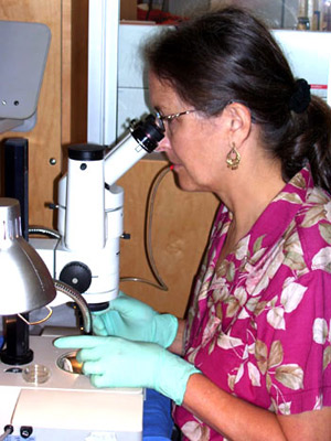 N. Johnson at microscope - dissection