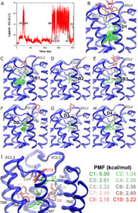 GPCR Ligand Dissociation and Binding