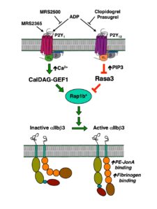 A diagram of Platelet P2Y Receptor Regulation