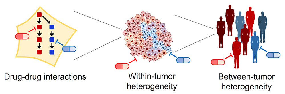 Tumor heterogeneity showing drug-drug interactions within-tumor heterogeneity and between-tumor heterogeneity.
