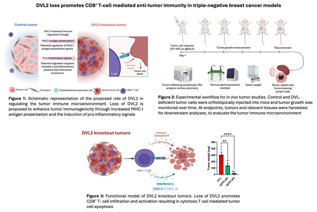 Geetha Boligala research: Tumor-immune regulation by Dishevelled (DVL) proteins in triple-negative breast cancer (TNBC) with a focus on Tumor immunology and Wnt signaling. 