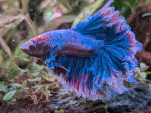Robbie the fish