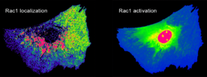 Two biosenor cells showing Rac1 localization and activation Kraynov et al, Science 2000.