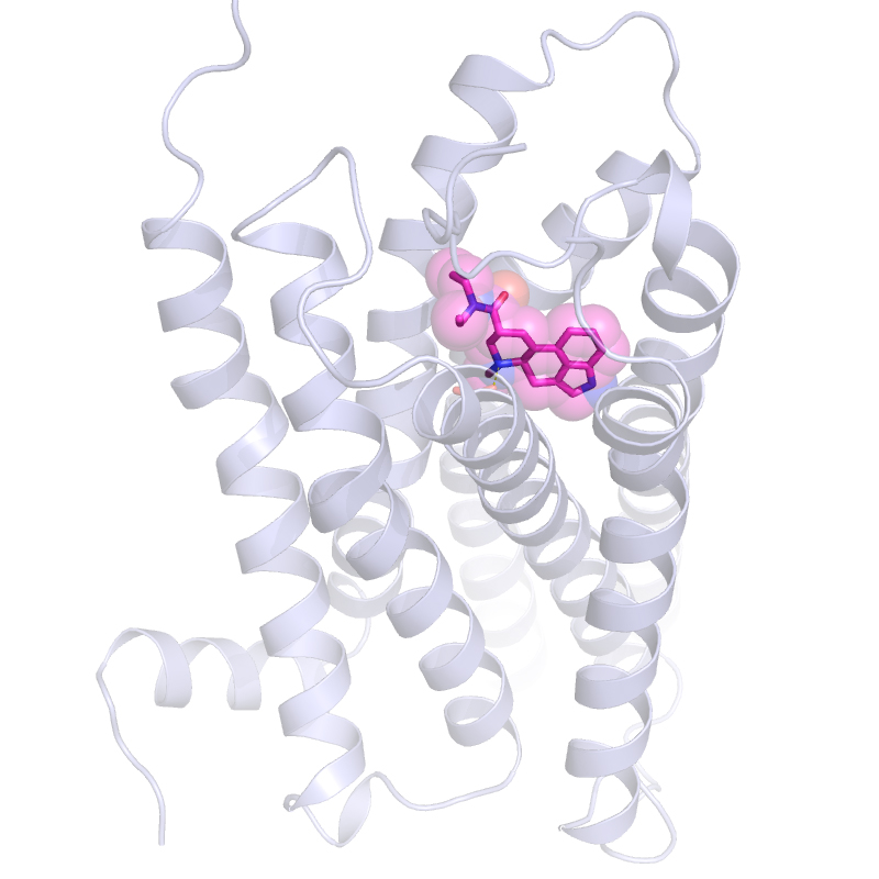 Another view of LSD attached to serotonin receptor