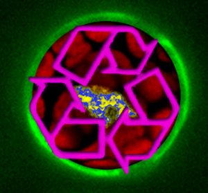 Red protein blobs in a green circle surround a yellow and blue nucleus with an overlay of 3 pink recycling arrows in a circle.