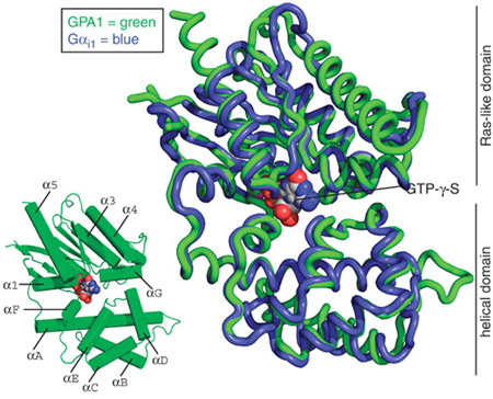 Superposition of the crystal structures of AtGPA1–GTP-{gamma}-S (green) and G{alpha}i1–GTP-{gamma}-S (blue