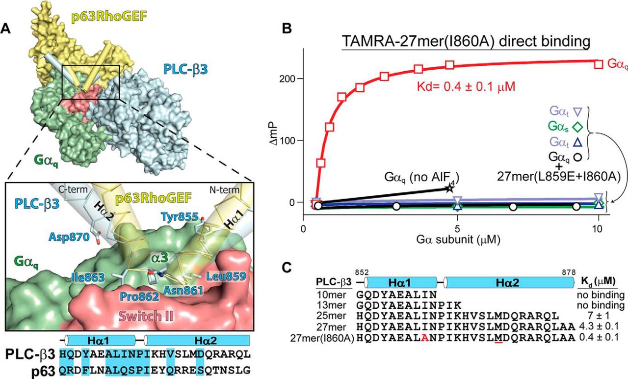 Gαq uses a conserved mechanism to engage effectors. 