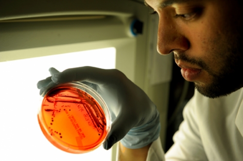 Jobin lab Science paper-Ernesto Perez-Chanona holds petri dish