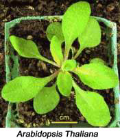 A top view of an Arabidopsis Thailiana plant with green leaves in a container.