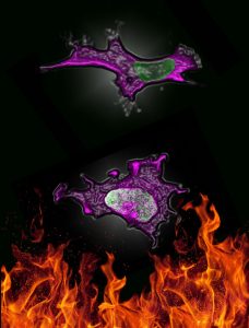 A black background with orange flames beneath 2 purple and green stained cells floating above it.