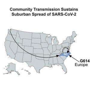 A map of the U.S. showing community transmission sustained suburban spread of SARS-CoV-2 to North Carolina. An arc with an arrow from Washington state, a circular arc from NC back to itself, and an arrow from offshore pointing to NC, labelled, "G614 Europe," show where SARS-CoV-2 virus in North Carolina came from..