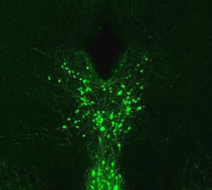 green neuron cells on a black background fwho dopamine neurons located in the midbrain of a mouse (Kash Lab)