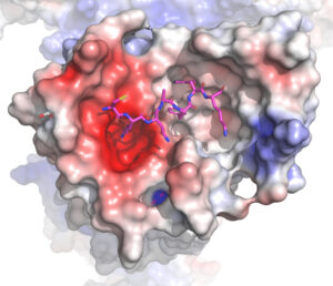 Roth - itch receptor protein