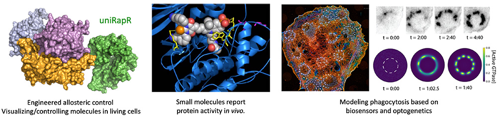 Four images R to L: Engineered allosteric control - Visualing/controlling molecules in living cells; small molecules report protein activity in vivo; and two images related to Modeling phagocytosis based on biosensors and optogenetics.