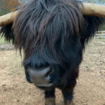 Miniature Highland Bull at Spring Hill Goat Farm
