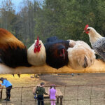 five chickens roosting at Spring Hill Goat Farm