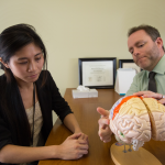 doctors examining brain model