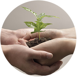two hands holding a growing plant