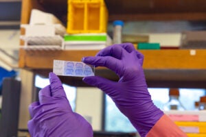 A scientist views a laboratory sample.