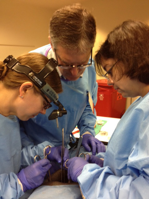 Resident physicians learn from a faculty member at the TSDA boot camp.