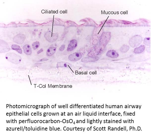 Airway Epithelia