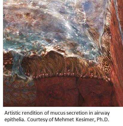 Mucus Secretion