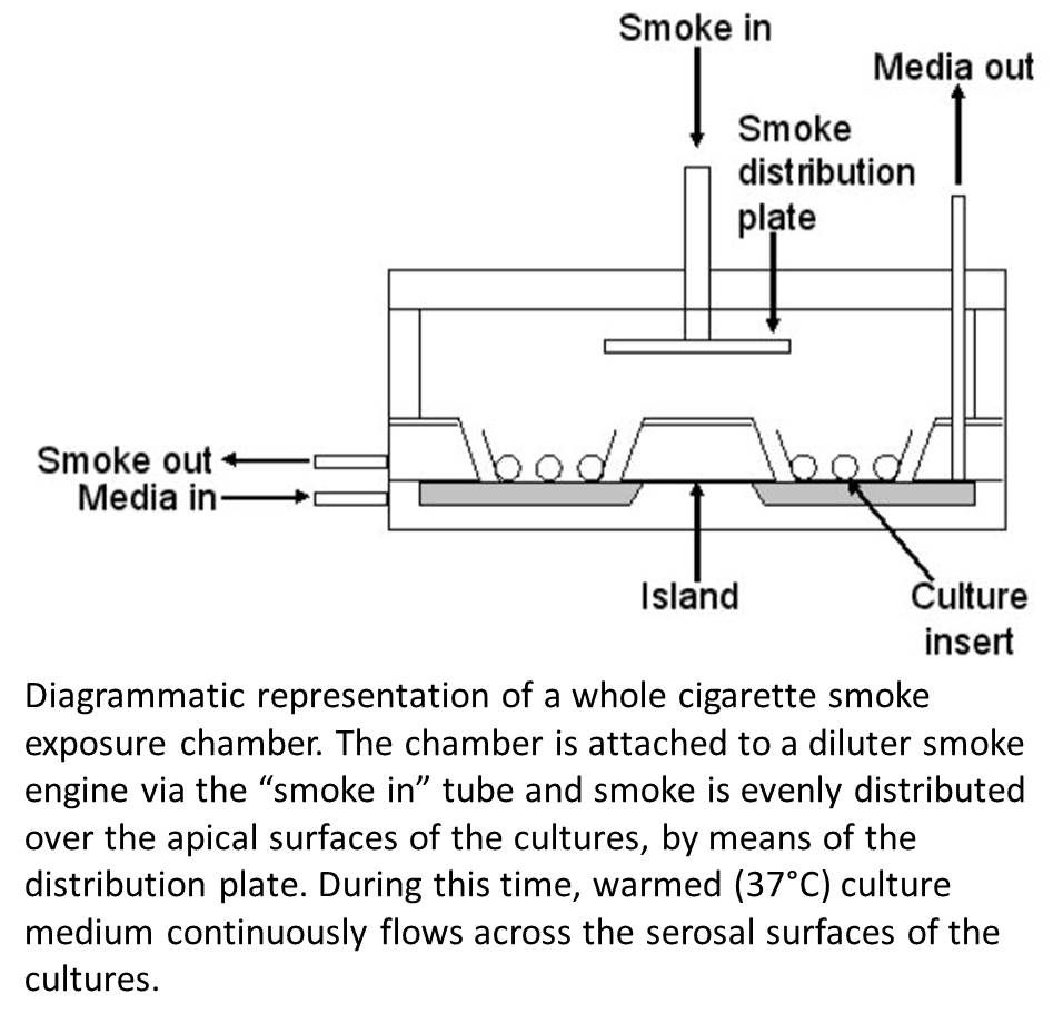 Smoke Chamber