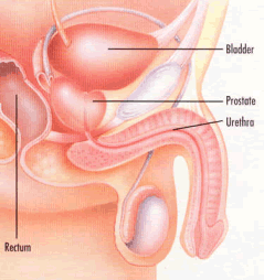 Prostate 2