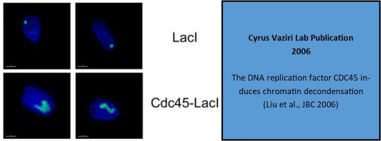 The DNA replication factor CDC45 induces chromatin decondensation