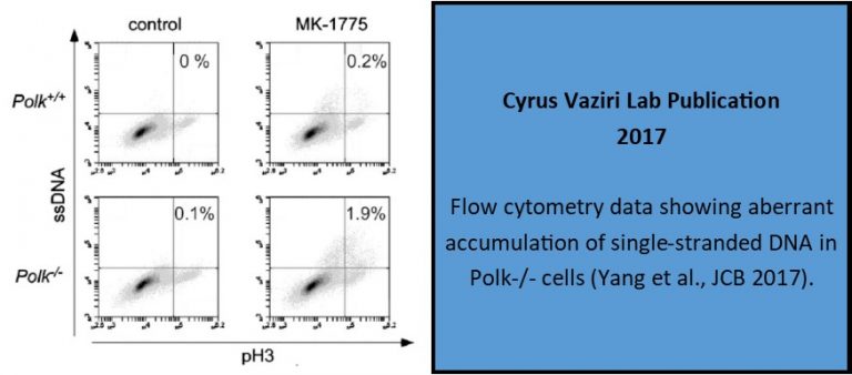 Flow cytometry data showing aberrant accumulation of single-stranded DNA in Polk-/- cells