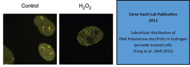 Subcellular distribution of DNA Polymerase eta (Polh) in hydrogen peroxide-treated cells