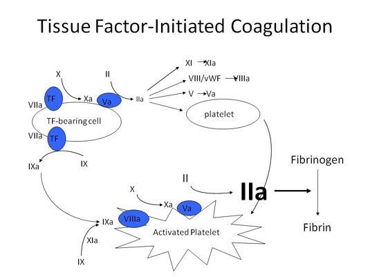 Tissue factor-initiated coagulation