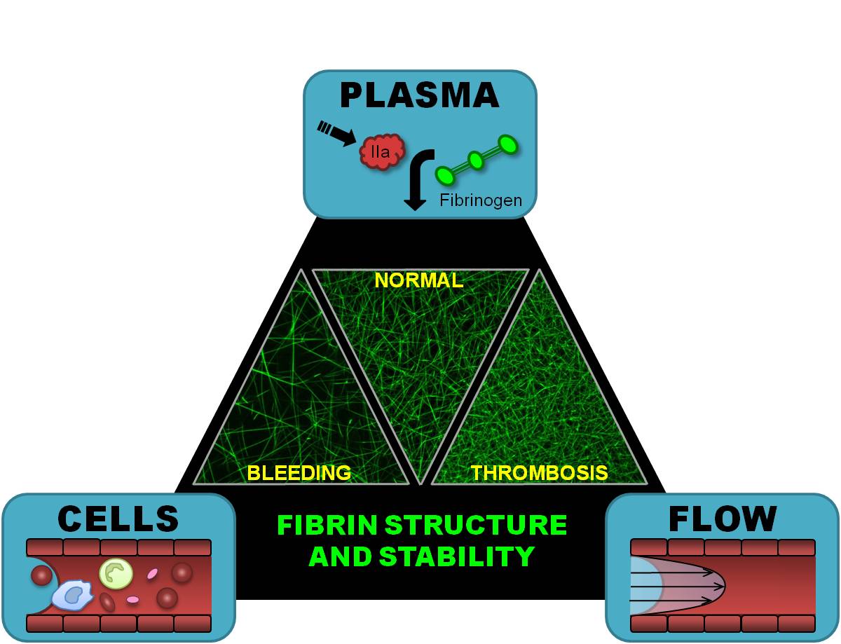 Contributions from cells, plasma, and blood flow (Virchow's Triad) regulate fibrin formation and therefore, fibrin network structure and stability