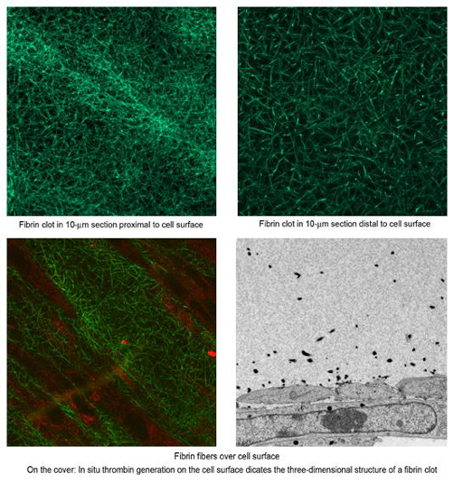 Distribution of fibrin fibers above a cell surface using Laser Scanning Confocal Microscopy and Transmission Electron Microscopy