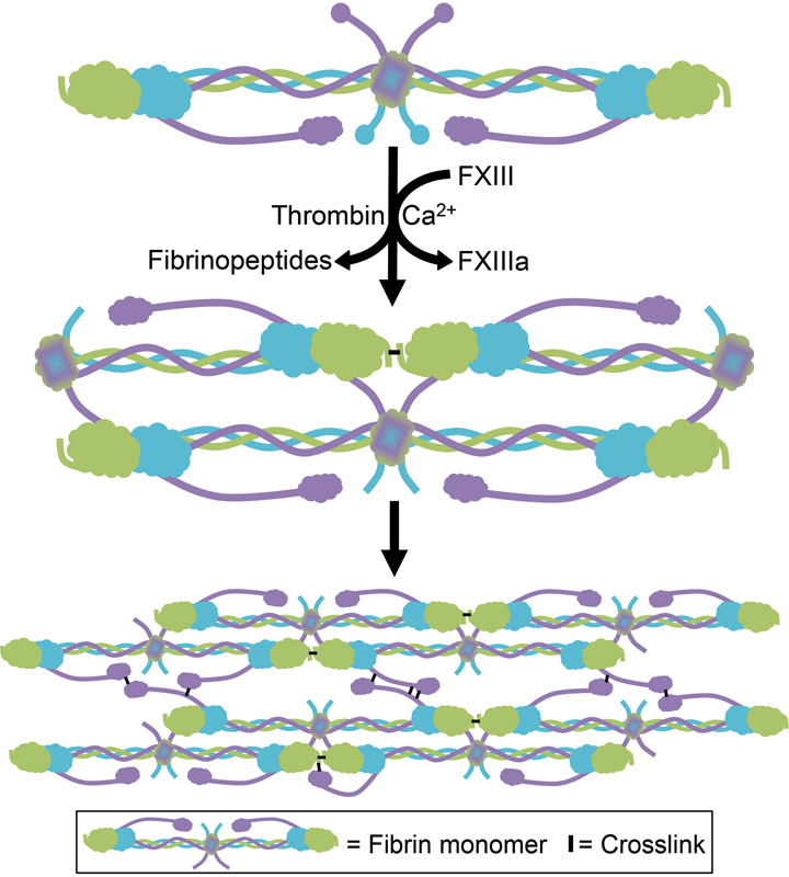 FXIIIa cross-linking during fibrin formation. Fibrinogen is a hexamer composed of 2 Aα- (purple), 2 Bβ- (blue), and 2 γ-chains (green). During coagulation, thrombin cleaves N-terminal fibrinopeptides from the Aα- and Bβ-chains, producing fibrin monomers which polymerize into protofibrils and subsequently, fibers. FXIIIa increases clot stability by introducing ε-N-(γ-glutamyl)-lysyl cross-links between residues in the γ- and α-chains of fibrin monomers within individual fibers. FXIIIa first introduces cross-links between γ-chains (forming γ-γ dimers) and subsequently between γ- and α-chains (forming high-molecular-weight species [γ-multimers, α-polymers, and αγ-hybrids]).