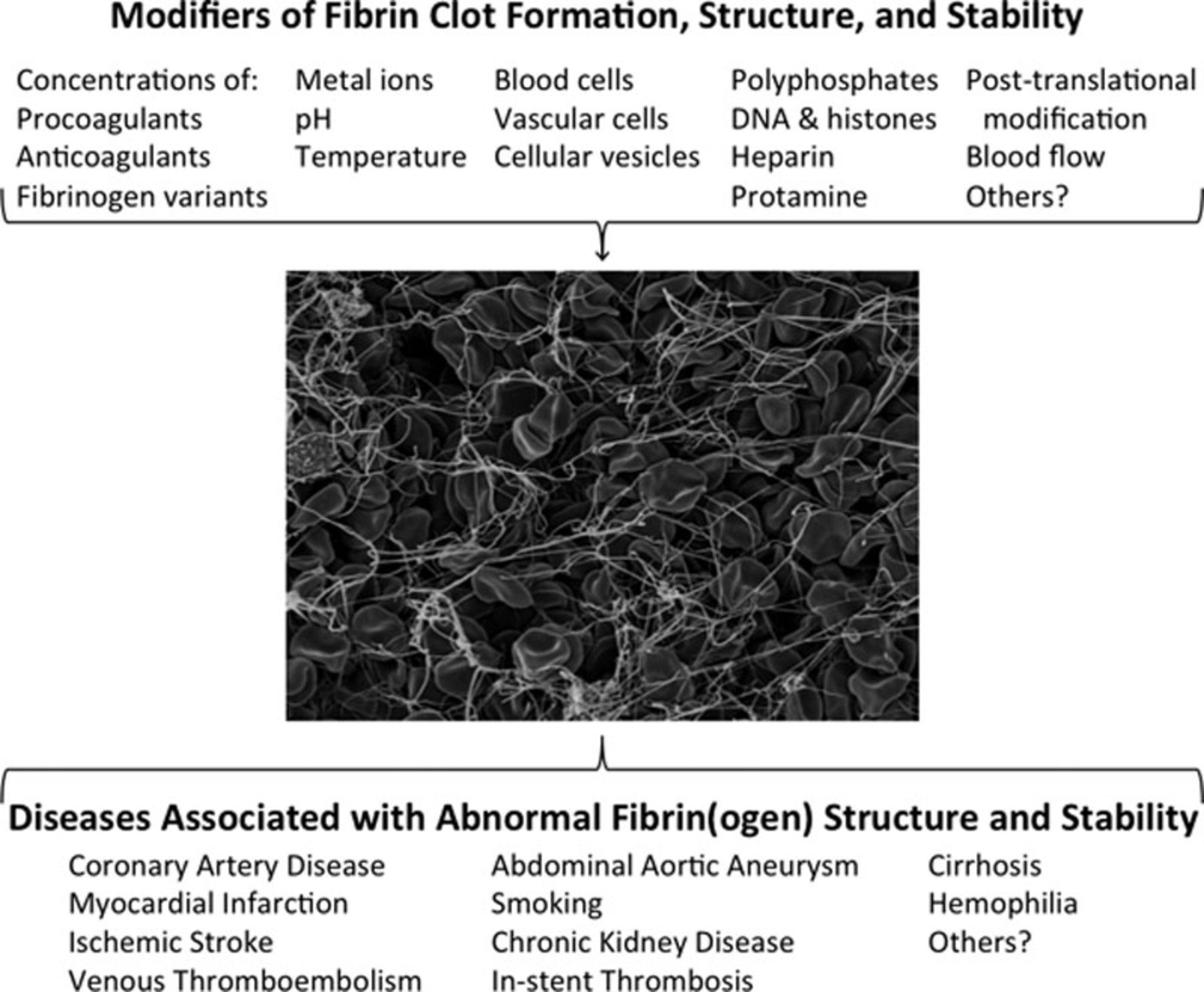 Modifiers of fibrin(ogen) and association with disease. Clot formation, structure, and stability are influenced by conditions present during fibrin generation. Abnormal clot formation is observed in several diseases.