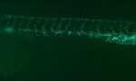 Whole zebrafish kdrl-gfp courtesy of Kevin Mouillesseaux 